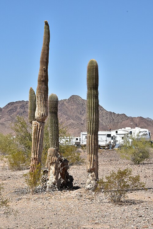 Tall saguaro cacti beside recreational vehicles in the desert at La Posa LTVA, Arizona