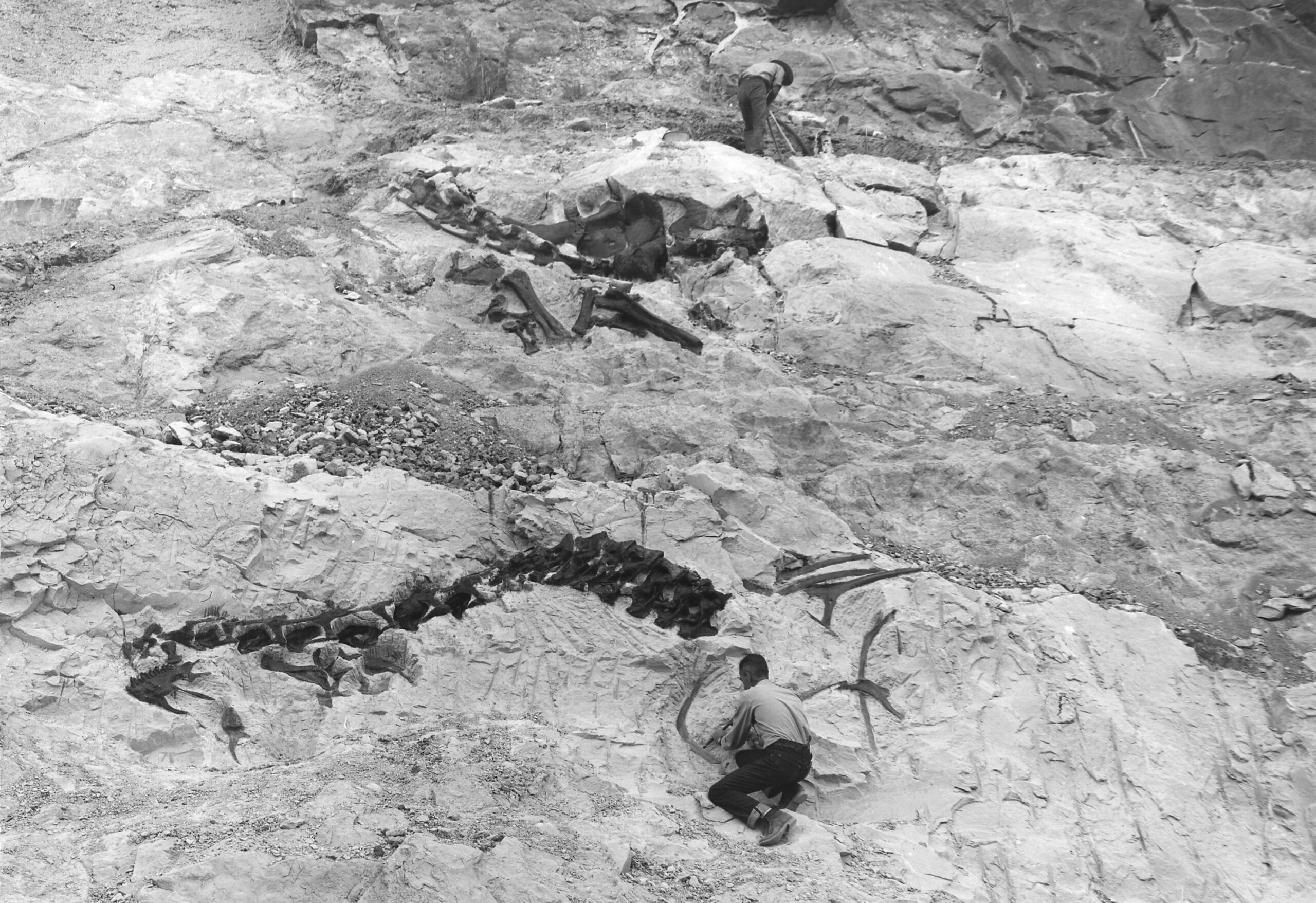Fossil reference for Illinois