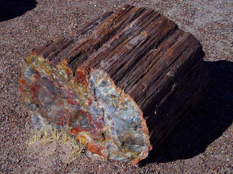 Petrified wood reference — general material reference, not a photograph from a specified collecting location