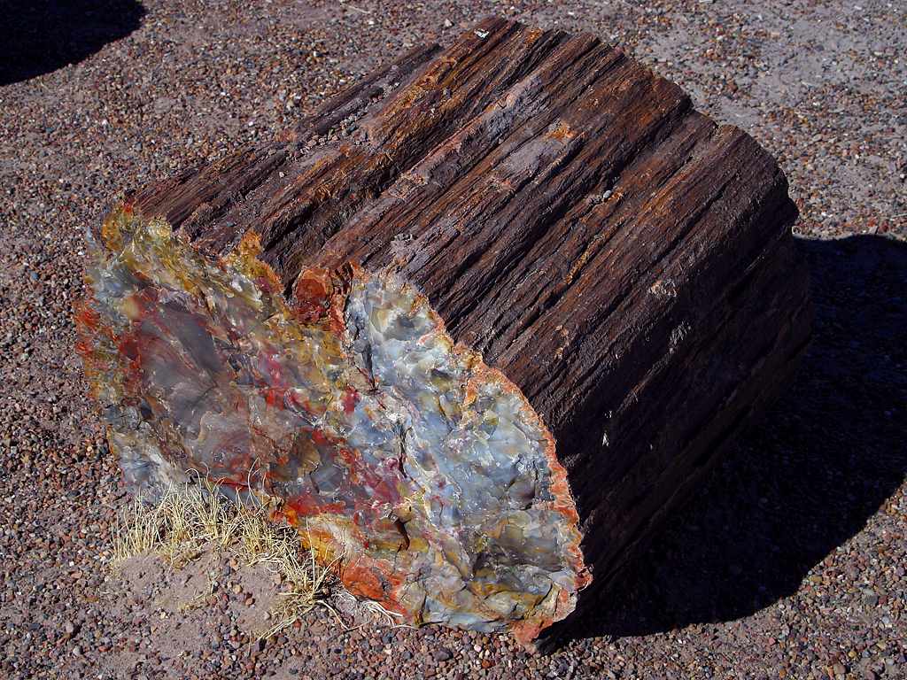 Petrified wood reference